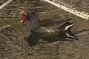 Polla d'aigua (Gallinula chloropus)