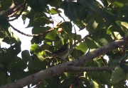 Mosquiter de doble ratlla (Phylloscopus inornatus)