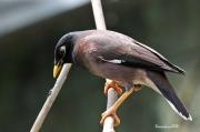 Acridotheres tristis