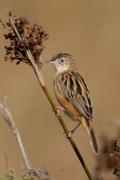 Trist. Cisticola juncidis