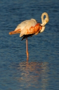 Flamenc (Phoenicopterus roseus)