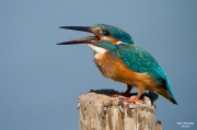 Blauet (Alcedo atthis)