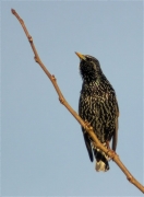 Estornell vulgar (Sturnus vulgaris)