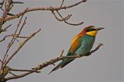 Abellerol (Merops apiaster)