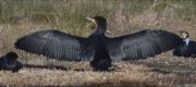 Corb marí gros (Phalacrocorax carbo)