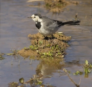 Cuereta blanca vulgar (Motacilla alba)