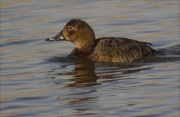 Femella de Morell de cap-roig (Aythya ferina)