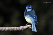 Ocells de la Garrotxa:Mallerenga Blava