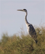 Bernat pescaire (Ardea cinerea)