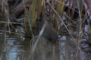 Rascló (Rallus aquaticus)