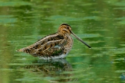 Becadell comú (Gallinago gallinago)