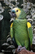 Amazona aestiva