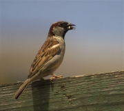 Mascle de Pardal comú (Paser domesticus)