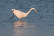 Agró blanc. Egretta alba