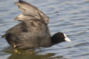 Fotja (Fulica atra)