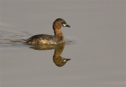 Cabusset (Tachybaptus ruficollis)