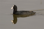 Fotja (Fulica atra)