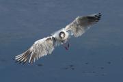 Ameratge I (Larus ridibundus)