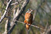 Blauet. Alcedo atthis