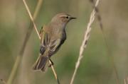 Mosquiter comú. Phylloscopus collybita