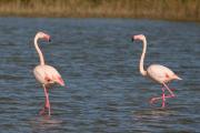 Flamencs. Phoenicopterus ruber