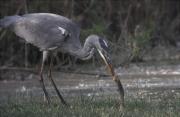 Bernat pescaire (Ardea cinerea)