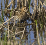 Becadell comú (Gallinago gallinago)