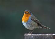 Pit-Roig (Erithacus rubecula)