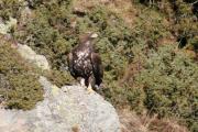 Àguila daurada (aquila chrysaetos)