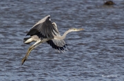 Al vol: Bernat Pescaire