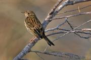 Titella. Anthus pratensis