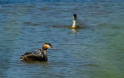 Familia de cabussons emplomallats (Podiceps cristatus)