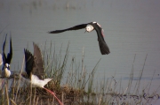 Cames llargues (Himantopus himantopus)