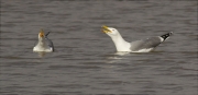 Gavià argentat (Larus michahellis)