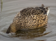 Femella d'Ànec collverd (Anas platyrhynchos)