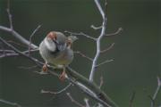 Pardal comú (Passer domesticus)