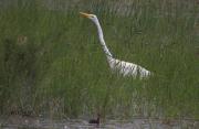 Agró blanc ( Egretta alba )