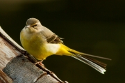 Cuereta torrentera (Motacilla cinerea)