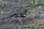 Ocells de la Garrotxa:Pinsà