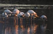 Flamencs (Phoenicopterus ruber)