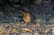 Ocells de la Garrotxa:Pardal de bardissa