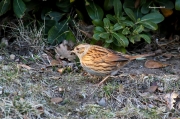 Ocells de la Garrotxa:Pardal de Bardissa