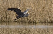 Bernat pescaire (Ardea cinerea)