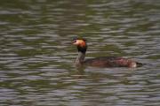 Cabusso emplomallat (Podiceps cristatus)