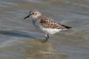 Territ menut. Calidris minuta