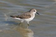 Territ menut. Calidris minuta