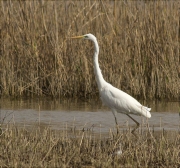 Agró blanc (Ardea alba)