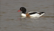 Femella d'Ànec blanc (Tadorna tadorna)