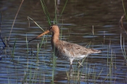 Tètol cuanegre (Limosa limosa)