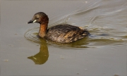 Cabusset (Tachybaptus ruficollis)